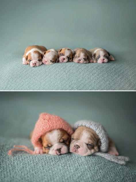 Ottawa Newborn Photographer | Puppies » Ottawa Newborn Photographer | Diamondview Photography Newborn Puppies Photoshoot, Dog Newborn Photography, Cute Puppy Photography, Puppy Litter Picture Ideas, Newborn Puppy Litter Photoshoot Ideas, Newborn Puppies Photography, Newborn Puppy Photos, Newborn Puppy Photography, Puppy Litter Pictures