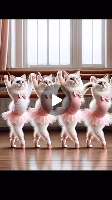 Baby Snow Leopard, Kitten Wallpaper, Dancing Animals, Dancing Cat, January 21, Funny Cat Videos, Cat Gif, Animal Gifs, Dog Life