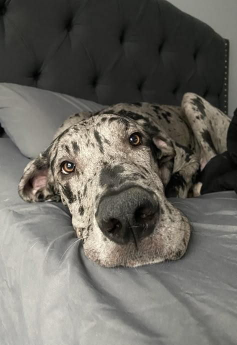 Rocky boy Great Dane Spotted, Merle Great Dane Puppy, Spotted Great Dane, Great Dane Aesthetic, Black And White Great Dane, Great Dane Puppies, Dane Puppies, Dream Pet, Great Dane Puppy