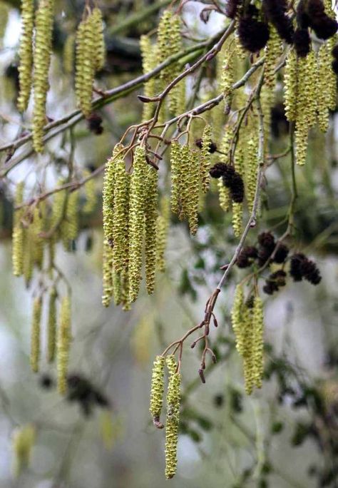 Catkins and last year's female cones on an Alder tree Zone 5 Plants, Tree Of Life Meaning, Outdoor Rabbit Hutch, Alder Tree, Twisted Tree, British Garden, Celtic Tree, Side Garden, Winter Nature