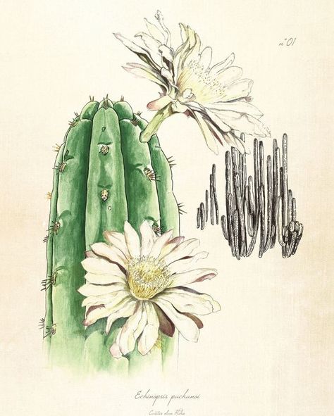 Master Plant Series⠀⠀⠀⠀⠀⠀⠀⠀⠀ Huachuma ("San Pedro Cactus")⠀⠀⠀⠀⠀⠀⠀⠀⠀ ⠀⠀⠀⠀⠀⠀⠀⠀⠀ The Echinopsis pachanoi cactus is more commonly known as San…” • Mar 19, 2020 at 9:00pm UT Cactus Drawing Easy, Drawing Easy For Kids, San Pedro Cactus, Psychoactive Plants, San Pedro Cacti, Cactus Tattoo, Cactus Drawing, Cactus Art, Plant Drawing