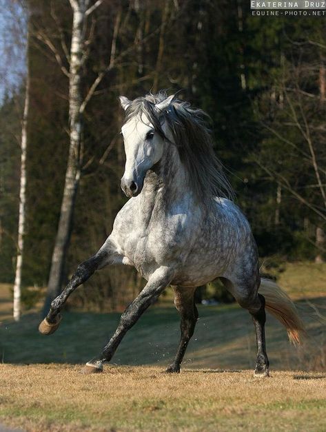 Orlov Trotter, Gray Horses, Dapple Grey Horses, Equestrian Clothes, Grey Horses, Gray Horse, Horse Running, Horse Inspiration, Andalusian Horse