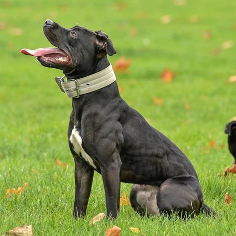 Conditioned and working dogs on Instagram: “@black_chyna_ox  Use #lowfatdogies to be featured  #fitdog #fitdogs #dog #dogs #workingdog #pet #petsofinstagram #apbt…” Apbt Dog, Pitbull Dog Tattoo, All Black Pitbull, Pitbull Training, Dog Pitbull Black, Puppies Pitbull, Working Dog Breeds, Dog Photography Pitbull, Pitbull Blue