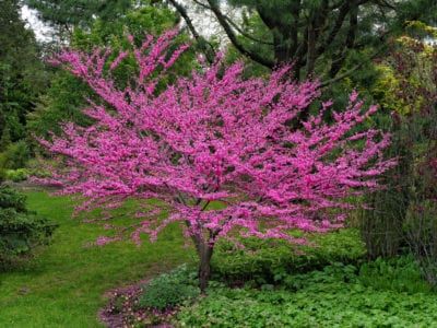 Redbud Tree Information - Growing Tips And Care Of Redbud Trees Eastern Redbud Tree, Redbud Trees, Drought Tolerant Trees, Judas Tree, Pink Flowering Trees, Trees For Front Yard, Eastern Redbud, Redbud Tree, Red Bud