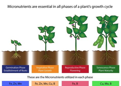 Plant Deficiencies, Organic Liquid Fertilizer, Tomato Fertilizer, Plant Names, Black Strawberry, Growing Strong, Micro Nutrients, Plant Nutrients, Garden Veggies