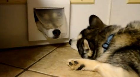 Two Siberian Husky dogs having a conversation through a cat flap door Puppy Husky, Dog Fails, Dogs Playing, Husky Funny, Cute Husky, Siberian Husky Dog, My Husky, Love My Dog, Cat Door