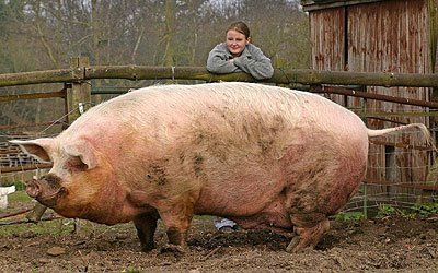 Giant Animals | Giant Animals Still Roam the Earth Animal Tatoos, Giant Pig, Fat Animals, Big Pigs, Animal Shaming, Giant Animals, Big Animals, Animal Facts, Animal Games