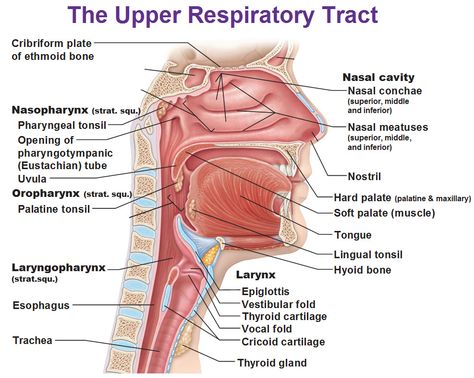 upper respiratory tract, nasopharynx, osopharynx, laryngopharynx, nasal conchae, meatuses, larynx, epiglottis, vestibular fold, cricoid cartilate, trachea, uvula Respiratory System Anatomy, Anatomy Head, Human Respiratory System, The Respiratory System, Nasal Cavity, Respiratory Care, Respiratory Therapy, Human Anatomy And Physiology, Medical Anatomy