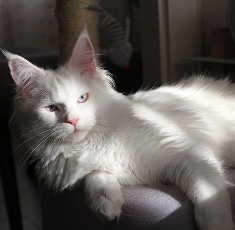 White Mainecoon Cat, White Cat Aesthetic, Behind A Waterfall, Maine Cooney Cats, Cats Calico, Cat With Wings, Feline Anatomy, Russian Cat, Mainecoon Cat