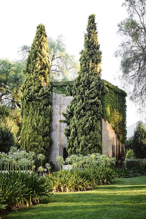 David Flack designed house in rural Victoria: photos - Vogue Australia Flack Studio, Fast Growing Vines, Horse Breeding, Climbing Hydrangea, Horse Property, Thoroughbred Horse, Climbing Vines, Rural Landscape, Australian Homes