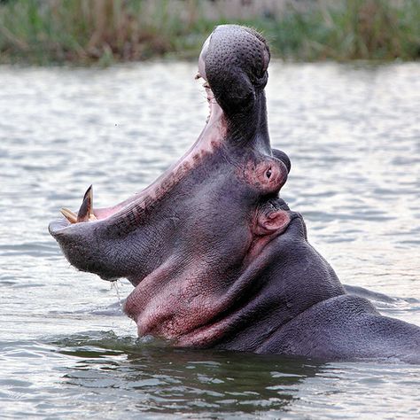 Sea Animals Photography, Hippo Wallpaper, Hippopotamus Drawing, Photography Aesthetic Wallpaper, Hippo Tattoo, South Africa Animals, Kuda Nil, Hippo Pictures, South African Animals