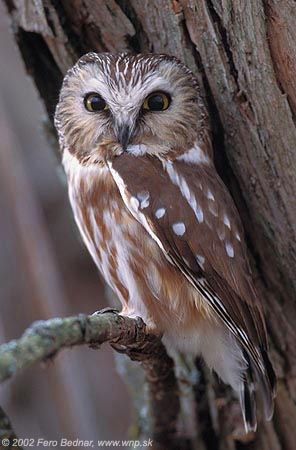 Northern Saw-Whet Owl Northern Saw Whet Owl, Owl Wisdom, Snowy Owls, Saw Whet Owl, European Explorers, Barn Owls, Small Owl, Owl Photos, World Birds