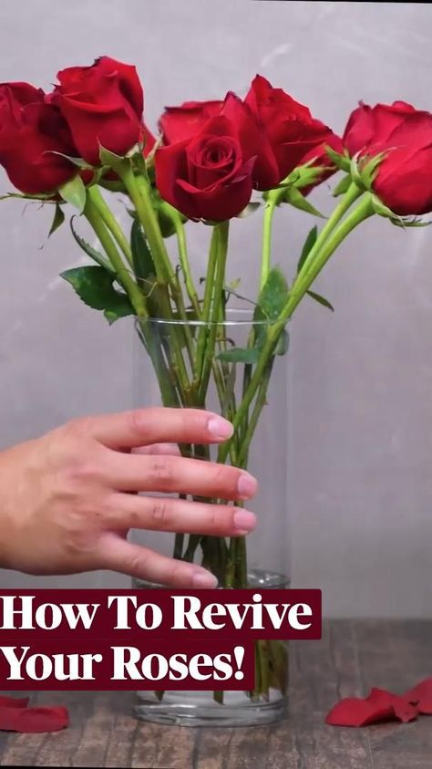 How To Revive Your Roses! | Flower arrangements, Flower arrangements diy, Diy arrangements How To Take Care Of Roses In A Vase, How To Revive Roses In A Vase, How To Keep Roses Alive Longer Vase, Old Flowers What To Do With, Revive Roses, Arranging Flowers In A Vase, Flower Hacks, Planting Hacks, Flower Tips