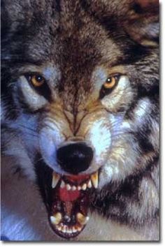 Angry wolf Wolf Growling, Lup Singuratic, Snarling Wolf, Angry Wolf, Wolf Eyes, Wolf Photos, Wolf Tattoo Design, Wolf Wallpaper, Wolf Love