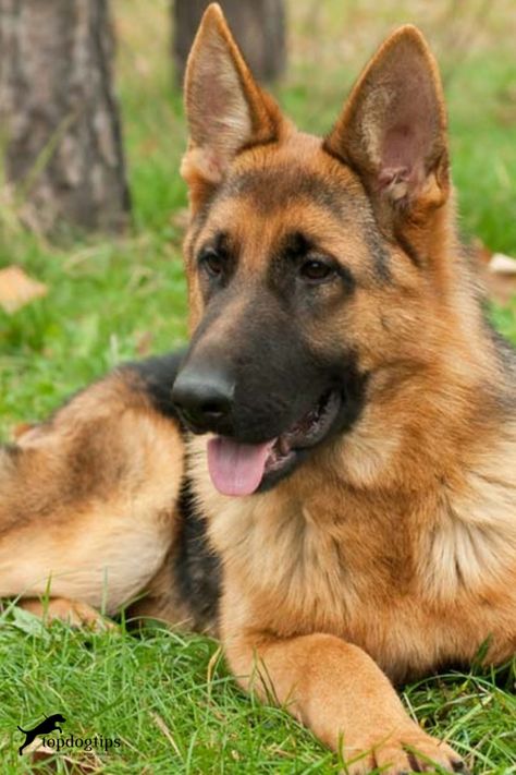 All About German Shepherd Dogs Pet Claims, German Shepherd Husky Mix, German Shepherd Black, German Shepherd Husky, Shepherd Dog Breeds, Me And My Dog, Dog Top, Husky Mix, Dog Tips