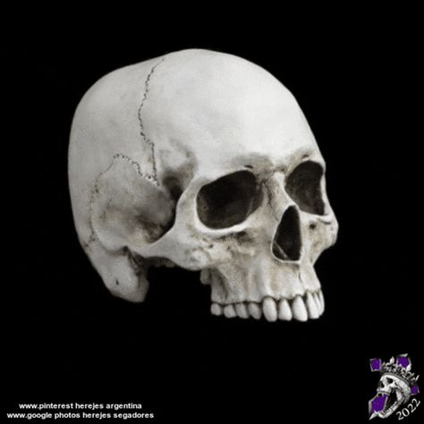 Resin Skull, Human Skull, Life Size, Conversation Piece, To Look, Sculpture, Human, Black