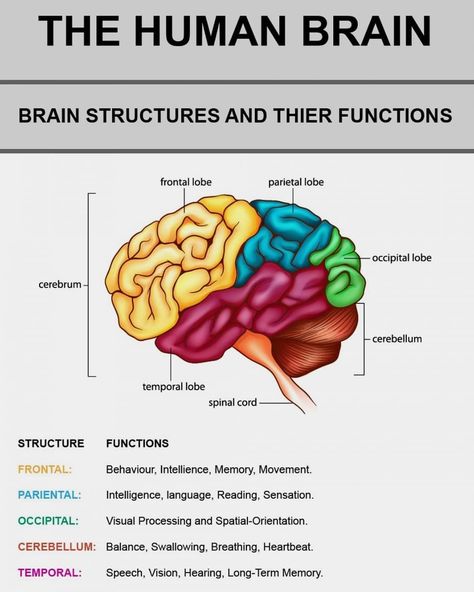 A great infographic of the human brain. Visually appealing and tactful use of... Brain Anatomy And Function, Brain Lobes, Brain Regions, Occipital Lobe, Brain Mapping, Psychology Studies, Brain Structure, Brain Learning, Brain Facts