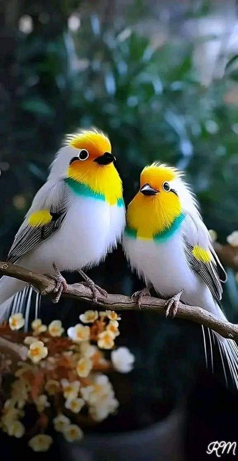 Birds World Birds Photography Nature, Bird Facts, Cutee Animals, Different Birds, Most Beautiful Birds, Rare Birds, Super Cute Animals, Cat Photography, Bird Pictures