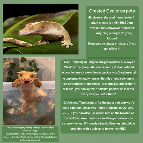 Crested Gecko Diy Decor, Crested Gecko Habitat Terrariums, Crested Gecko Care Guide, Crested Gecko Tank Setup, Crested Gecko Setup, Crested Gecko Colors, Crested Gecko Terrarium Ideas, Crested Gecko Terrarium, Crested Gecko Enclosure