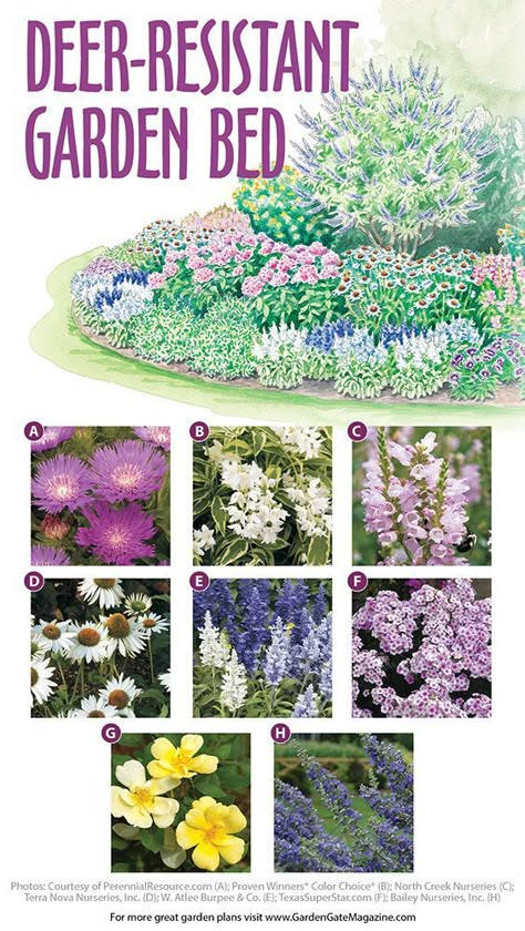 Deer Resistant Garden Plans, Sick Of, Deer Resistant Landscaping, Deer Eating, Deer Resistant Flowers, Deer Resistant Garden, Deer Resistant Perennials, Flower Garden Plans, Deer Resistant Plants