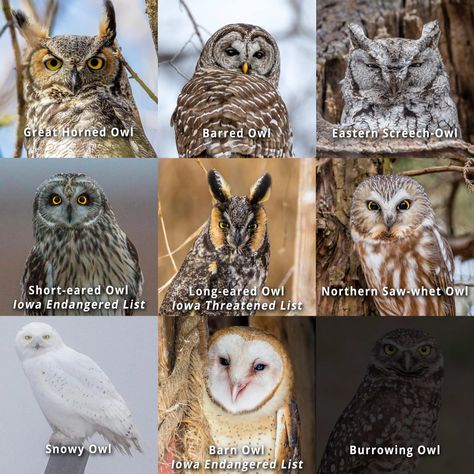 Photographer on Mission to Find All 9 Species of Owls in Iowa | whotv.com Owl Facts, Owl Species, Saw Whet Owl, Short Eared Owl, Long Eared Owl, Burrowing Owl, Small Owl, Screech Owl, Barred Owl