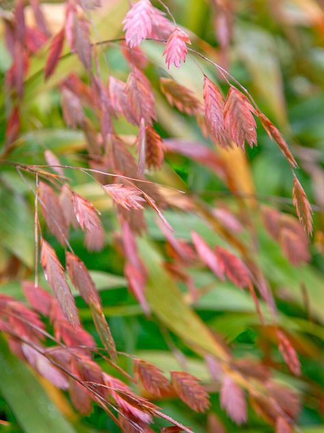 Northern sea oats Northern Sea Oats, Midwest Gardening, Blue Oat Grass, Dried Arrangements, Grass Landscape, Sea Oats, Landscape Lighting Design, Ornamental Grass, Seed Heads