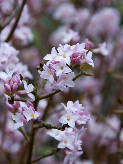 Discover the winter-blooming perennials and shrubs that will brighten your yard on HGTV.com. Daphne Bholua, Trendy Plants, Gardening Zones, Winter Vegetables, Winter Plants, Garden Shrubs, Evergreen Plants, Outdoor Flowers, Flowering Shrubs