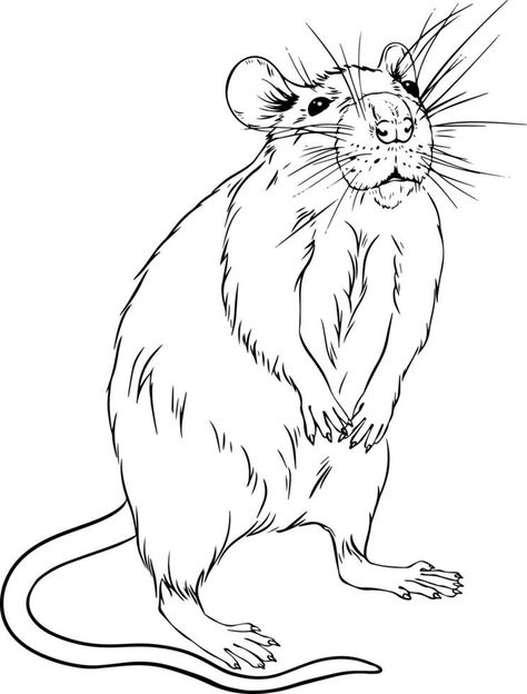 Rat Line Drawing, Rat Line Art, Rat Graphic Design, Rat Coloring Pages, Rat Drawings Simple, Rats Drawing, Rat Draw, Rat Drawing, Elephant Images