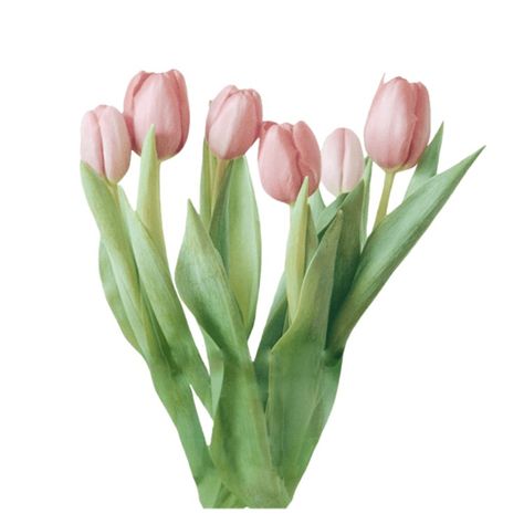 Tulip Png Aesthetic, Tulips White Background, Ive Widget, Tulip Png, Minecraft Items, Perfect Images, Editing Resources, Plant Icon, Texture Graphic Design