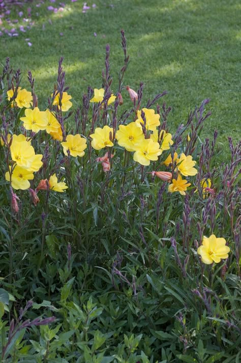 Oenothera biennis | common evening primrose Annual Biennial/RHS Gardening Yellow Evening Primrose, Common Evening Primrose, Christmas Collages, Boulder Wall, Oenothera Biennis, Plants Wishlist, Flowers Meadow, American Meadows, Christmas Collage