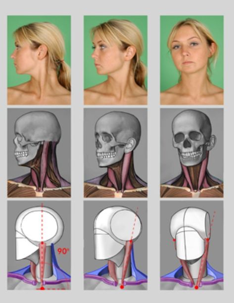 Neck Anatomy, Head Anatomy, Facial Anatomy, Face Anatomy, 얼굴 드로잉, Anatomy Tutorial, Human Anatomy Drawing, Human Anatomy Art, Anatomy Sketches