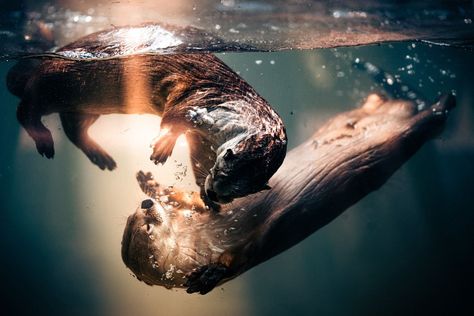 Winners of the 2024 Sony World Photography Awards Open Competition Sony World Photography Awards, Japanese Hot Springs, Desert Festival, Science Images, Sea Point, Space Animals, Photo Awards, Animal Advocacy, Close Up Portraits