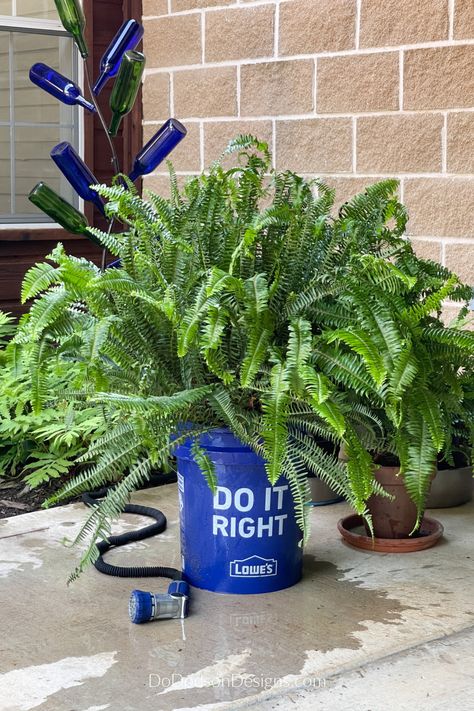 How To Care For Outdoor Ferns How To Care For Ferns Outdoors, Outdoor Ferns In Pots, Boston Fern Care Outdoor, Fern Care Outdoor, Outdoor Ferns, Epsom Salt For Plants, Water Ferns, Fern Care, Potted Ferns