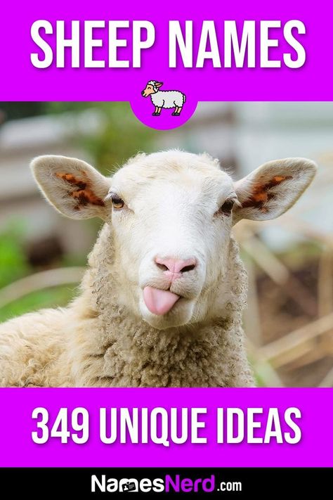 If you’re looking for a name for your lamb, you’ve come to the right place! Our sheep name generator has hundreds of suggestions. You can also check out our lists of names by category to browse over 349 sheep name ideas. These names are perfect for any sheep, no matter whether it’s a lamb (young sheep), ewe (female sheep), or ram (male sheep). Male Sheep, Sheep Names, Funny Sheep, Cute Lamb, Funny Names, Name Ideas, Name Generator, Cute Names, A Name