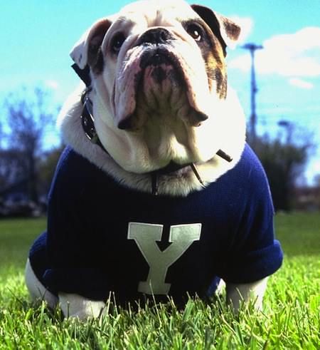 Bulldog: Handsome Dan – Yale’s Hero - https://www.castlewoodbulldogs.com/bulldog-handsome-dan-yales-hero/ Yale Bulldogs, Baggy Bulldogs, My Hood, Real Dog, Bully Dog, Yale University, College Sports, Bulldog Puppies, English Bulldog