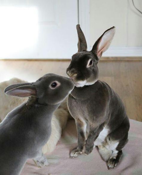 Black Otter Rex Rabbit, Mini Rex Rabbit, Show Animals, Pet Bunny Rabbits, Rabbit Life, Bunny Mom, Pet Bunny, Bunny Pictures