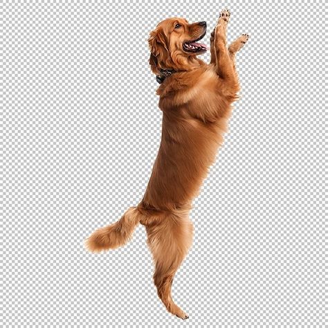 Dog Standing Up, Dog Standing, Animal Photography Wildlife, Golden Retriever Funny, Photography Wildlife, Dog Png, Up Dog, Max On, Class Projects