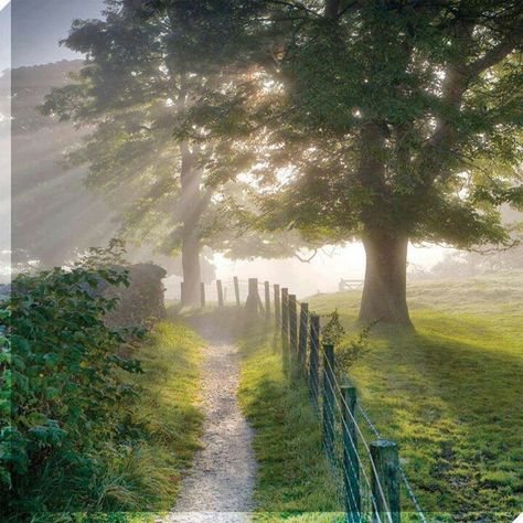 Morning sunshine - looks great for a walk Foggy Morning, Country Farm, Green Gables, English Countryside, Country Life, Farm Life, A Tree, Beautiful World, Beautiful Landscapes