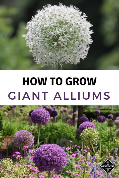 Giant Allium, Moonflower Vine, Allium Giganteum, Allium Flowers, Planting Tulips, Garden Plots, Garden Insects, Zinnia Flowers, Organic Gardening Tips