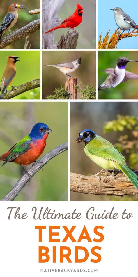 Texas Birds - The Ultimate Guide for Beginning Birders! - Native Backyards Birds Of Texas, Nature Crafts For Adults, Texas Mural, Attract Bats, Bird Watching Journal, Texas Birds, Texas Trees, Texas Backyard, Backyard Birds Feeders