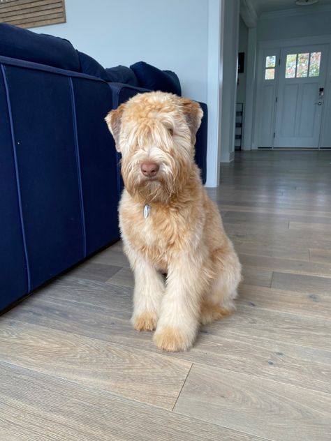 Wheaten Terrier Puppy, Wheaton Terrier, Soft Coated Wheaten Terrier, Wheaten Terrier, Pet Breeds, Terrier Puppy, Terrier Dogs, Dog Grooming, Dog Breeds