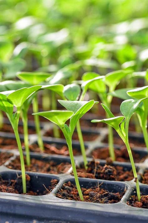 Lettuce Seedlings, Starting Seeds Inside, Kitchen Cottagecore, Cucumber Varieties, Seed Starting Soil, Seedlings Indoors, Veggie Gardens, Homesteading Ideas, Lettuce Seeds