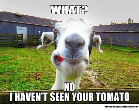 Yes, this would be my goats. Goat Sayings, Goat Quotes, Goat Life, Goat Funny, Farm Animal Toys, Funny Goat, Goats Funny, Funny Farm, Cute Goats