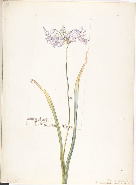 Indian Hyacinth, Tritelia grandiflora Margaret Armstrong, Onion Flower, Fall Paintings, Motifs Art Nouveau, Wild Onions, Western Wild, Lost Lands, Vintage Florals, Illustration Botanique