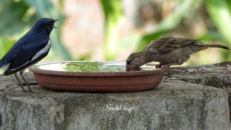 Important: Many Birds dies in summer without water, Please save them keep water pots for thirsty birds anywhere at balcony, window terrace and also suggest others to do so. Pic. @sachit_a.p Bird Drinking Water From Pot, Birds Drinking Water In Summer, Window Terrace, Birds Drinking Water, Ram Ji Photo, Balcony Window, Ram Ji, Kids Work, Water Pictures