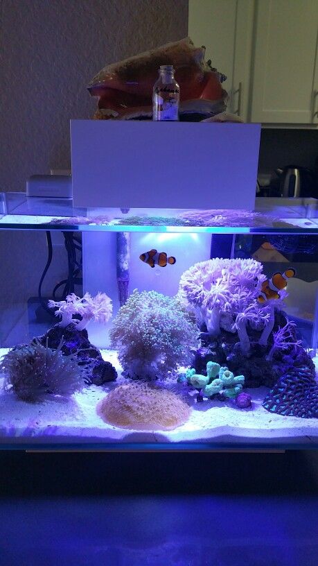 Reef Life Seahorse Fish Tank, Clownfish Tank Ideas, Saltwater Tank Ideas, Cool Fish Tanks Ideas Unique, Cute Fish Tank Decor, Pretty Fish Tank Ideas, Preppy Fish Tank, Fish Tank Cute, Salt Water Fish Tank Ideas