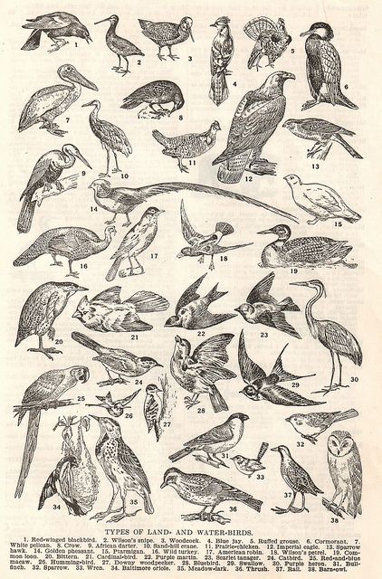 Vintage dictionary page depicting birds, posted on Flickr by HA! Designs - Artbyheather Antique Animal Illustration, Vintage Ink Illustrations, Vintage Bird Tattoo, Animal Dictionary, Vintage Animal Illustration, Medieval Tattoo, Vintage Bird Illustration, Victorian Illustration, Bird Sketch