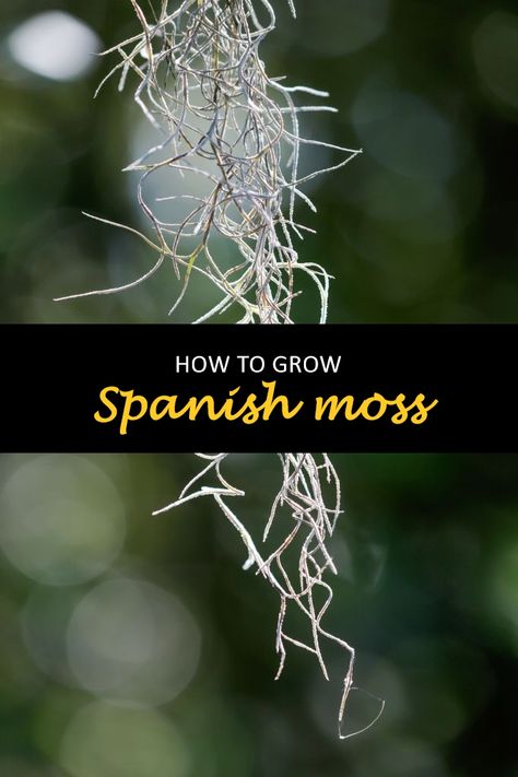 Types Of Moss Plants, Spanish Moss Wedding Bouquet, Spanish Moss Wreath, Spanish Moss Indoor, Spanish Moss Decor, Spanish Moss Wedding, Types Of Air Plants, Moss Wedding, Types Of Moss