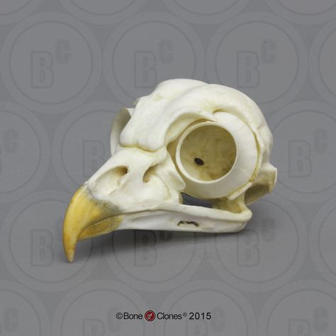 Eagle Anatomy, Bird Skull Drawing, Eagle Skull, Harpy Eagle, Skull Reference, Real Skull, Burrowing Owl, Animal Skeletons, Barred Owl