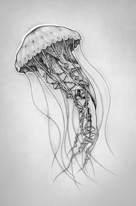 Squid Art, Jellyfish Illustration, Jellyfish Photography, Underwater Scenes, Jellyfish Painting, Jellyfish Drawing, Jellyfish Craft, Jellyfish Tattoo, Jellyfish Art